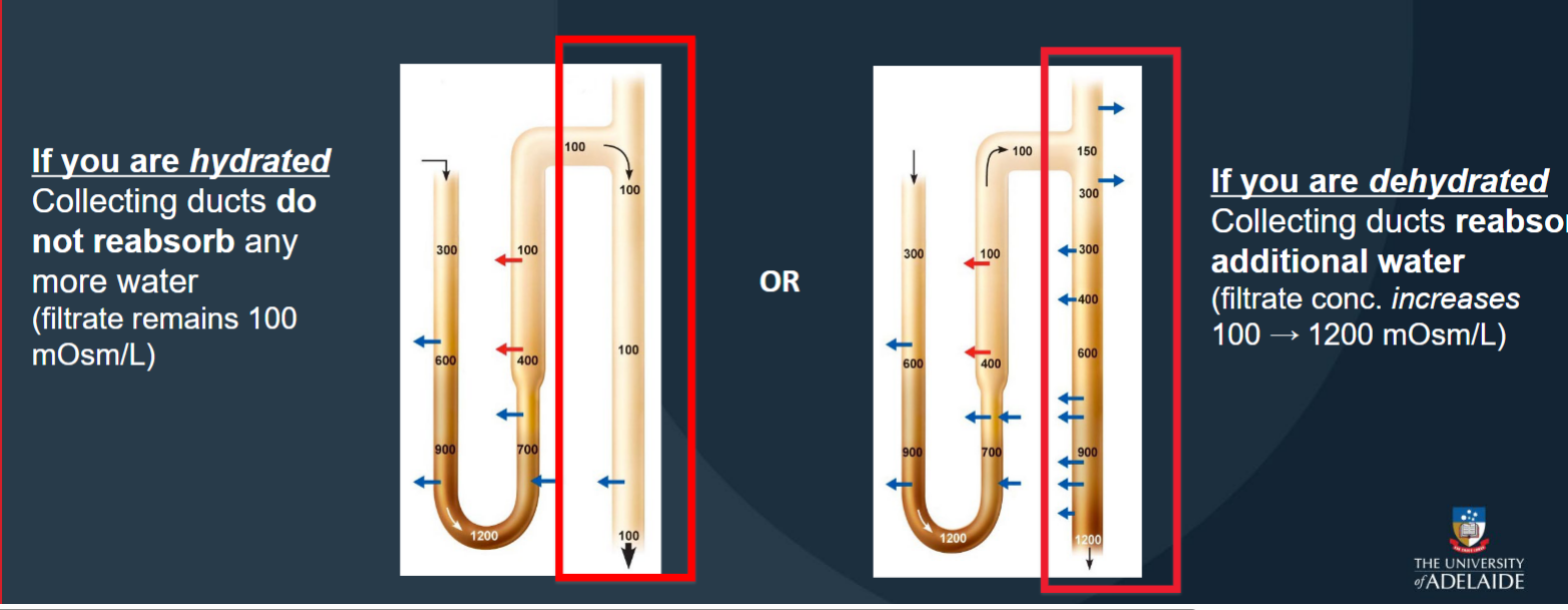 <p><span style="color: #141111">Where filtrate from each nephron empties into the collecting system (carried through the renal medulla → minor calyces).</span></p><p><span style="color: #141111">If you are hydrated: Collecting ducts do not reabsorb any more water (filtrate remains 100mOsm/L)</span><span style="color: #141111"><br></span><span style="color: #141111">If you are dehydrated:Collecting ducts reabsor additional water (filtrate conc. increases100 → 1200 mOsm/L)</span></p>