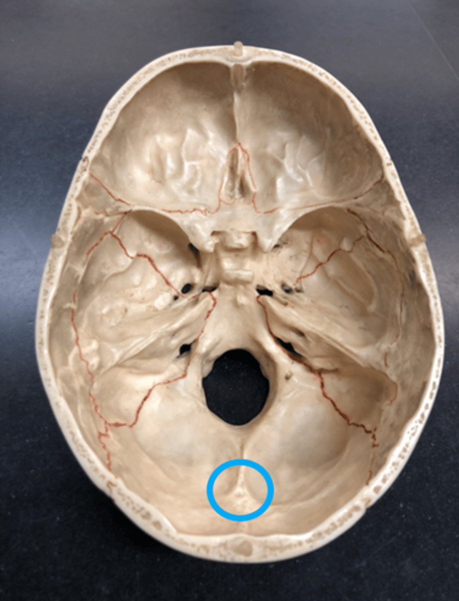 <p>Point of the occipital bone (inside view of skull)</p>