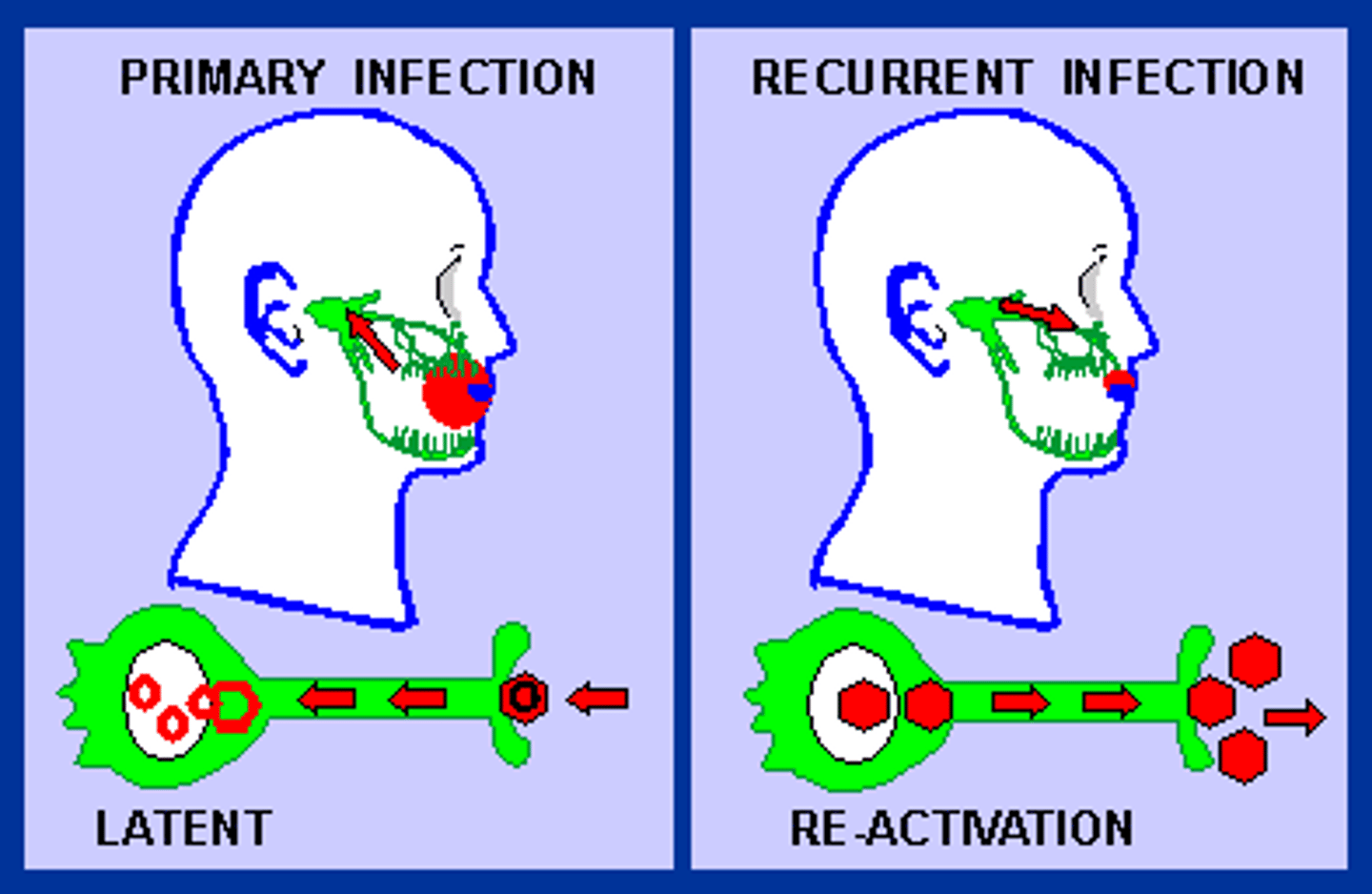 <p>it enters a dormant, inactive state within the host's body, where it persists without causing active symptoms or significant replication</p>