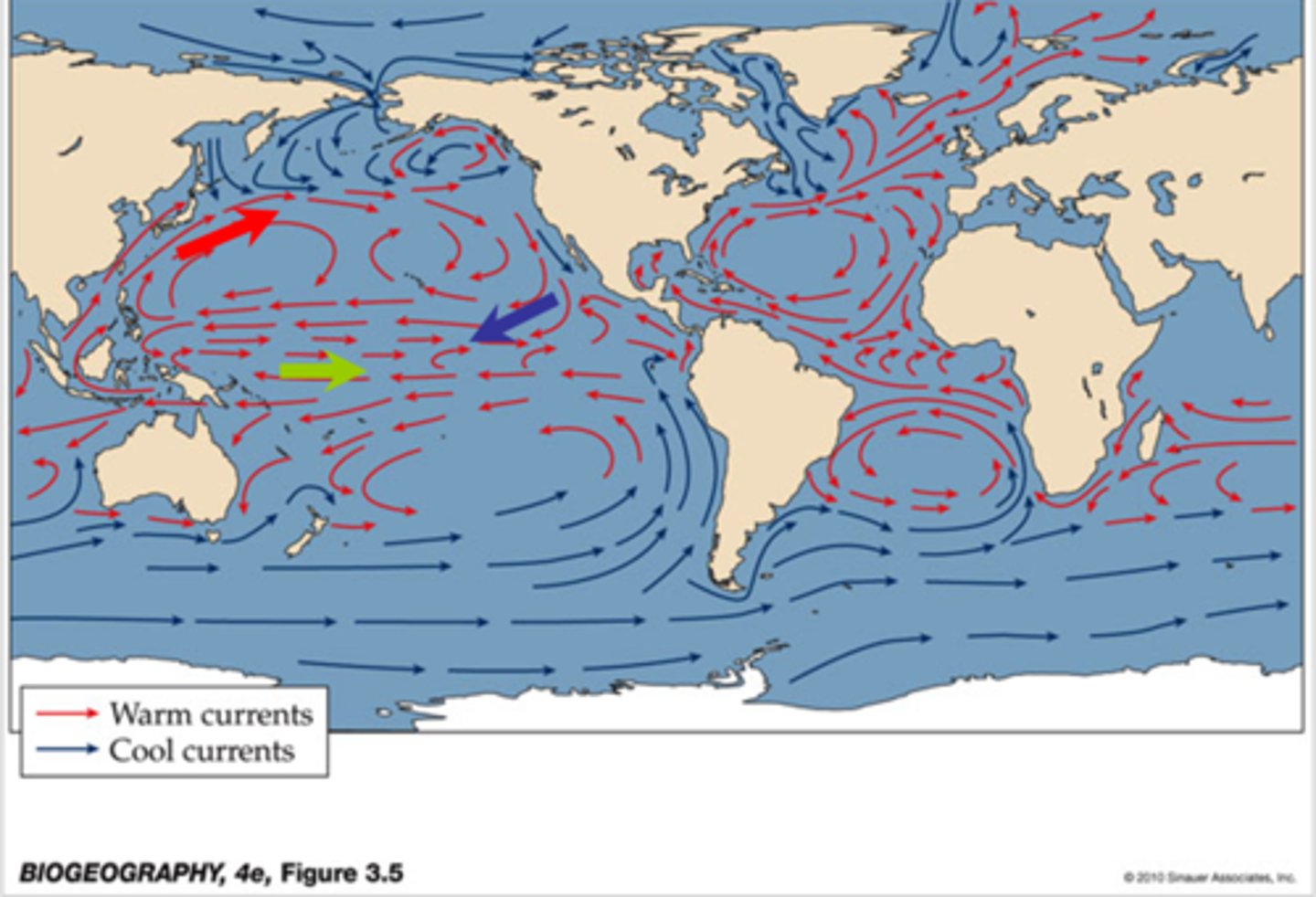 <p>Equatorial countercurrent (it runs counter to the westward currents)</p>