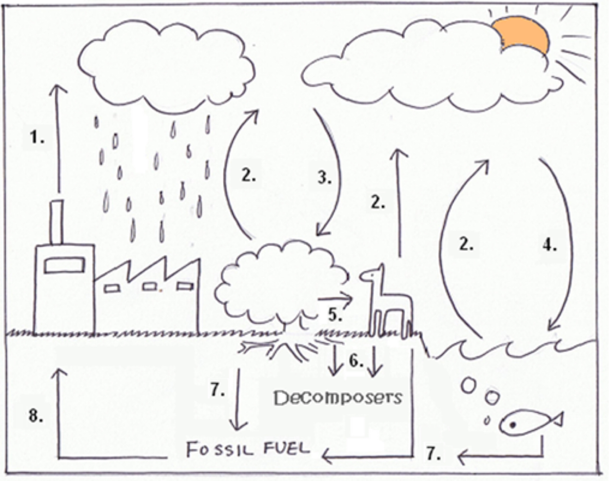 <p>Number the carbon cycle and explain it </p>