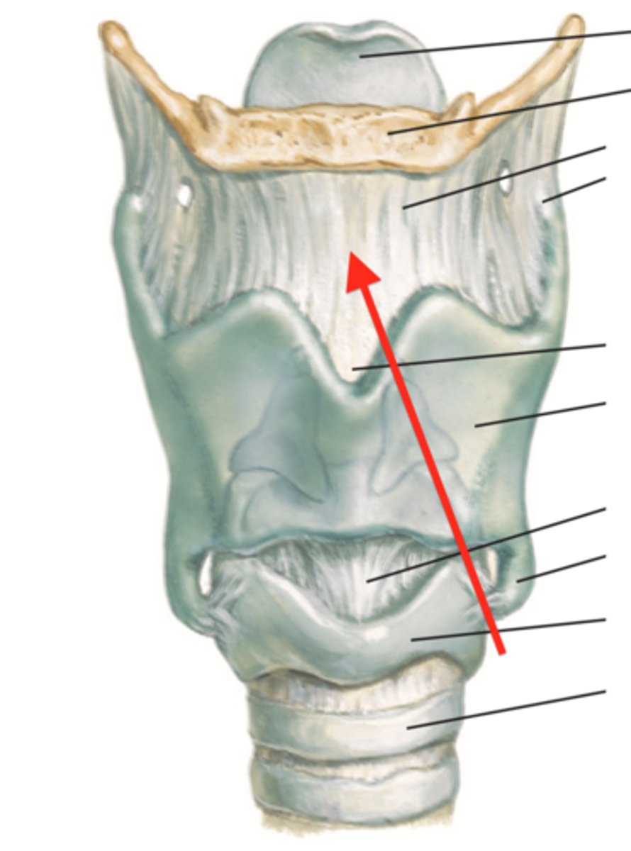 <p>sheet of membrane that suspends larynx from hyoid bone</p>