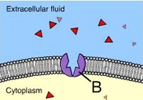 <p>Structure B is a ____</p>