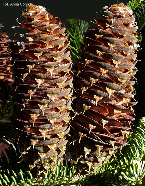 <p>Abies alba</p>