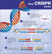 <p>CRISPR gene editing uses a specially designed guide RNA (gRNA) that matches a target DNA sequence. The gRNA forms a complex with the Cas9 enzyme, which acts as molecular scissors. This complex scans the DNA and recognises a PAM sequence next to the target. Cas9 then cuts both strands of the DNA at that site. The cell’s natural repair mechanisms fix the break, allowing scientists to disable, delete, or insert new genes at that location</p>