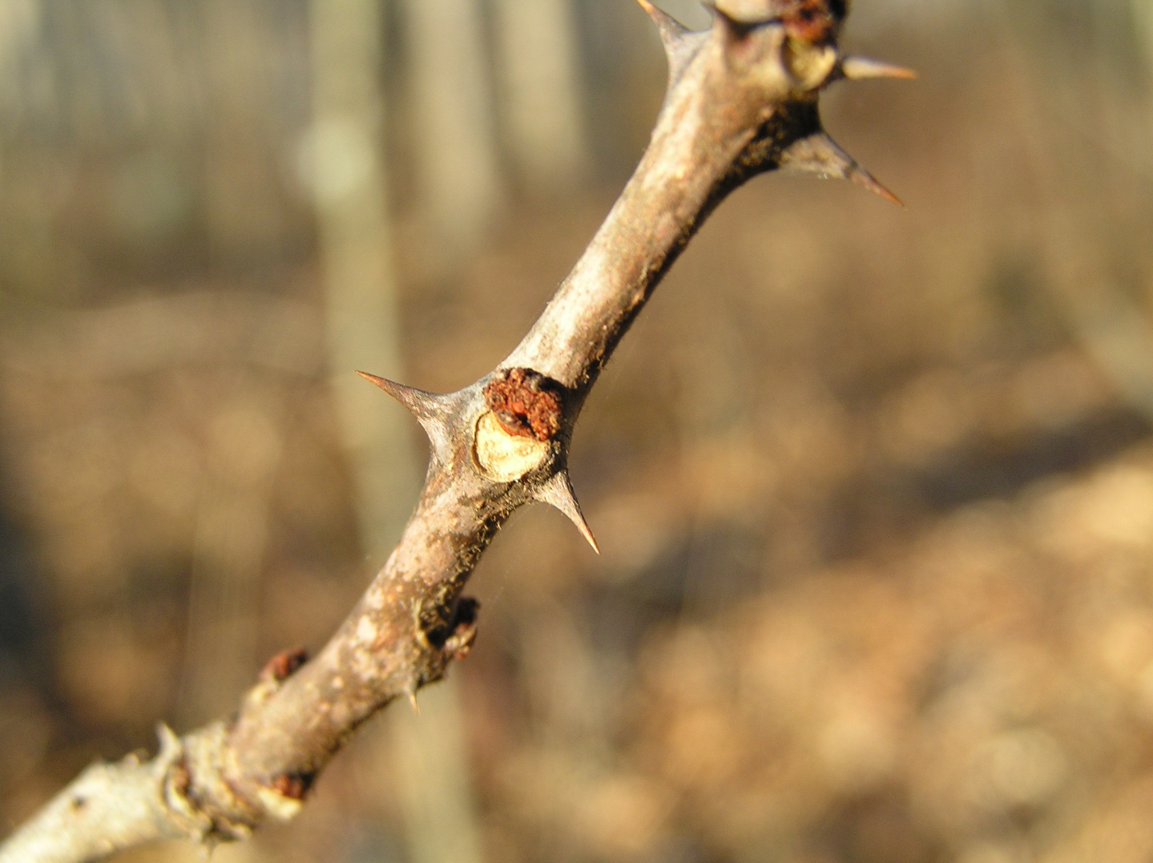 <ul><li><p>generalist, well drained soils</p></li><li><p>alt branch</p></li><li><p>leaves: pinnate, compound, 8 in, ovate, slightly serrate, red rachis</p></li><li><p>buds: velvet, red, thorn on each side</p></li><li><p>repro: red berry</p></li></ul>
