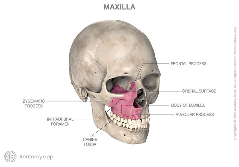 <p>Form upperjaebone, form floor of orbits, lateral walls and floor of nasal cavity, most of hard palate</p><p>Maxillary Sinuses: Empties into nasal cavity</p><p>Alveolar processes: Contain alveoli for teeth</p><p>Palatine Processes: Form hard palate, fuse at 10-12 weeks of fetal development</p><p>Infraorbital forâmena: For infraorbital and trigeminal nerves and vessels</p><p>Incisive formen: Behind incisor teeth</p>