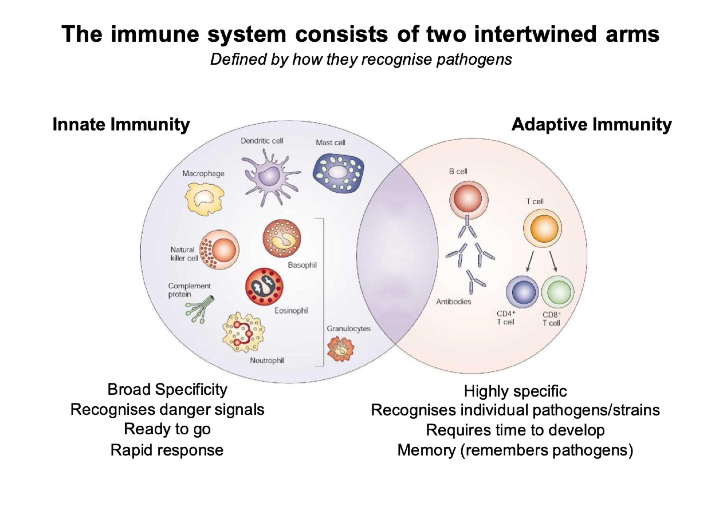 <p>the immune system consists of two intertwined arms</p><p>innate immunity is our first line of defence:</p><ul><li><p>broad specificity </p></li><li><p>receptor recognise danger signals</p></li><li><p>rapids responses</p></li><li><p>can tell the class or type of virus</p></li><li><p>buys time until adaptive response kicks in</p></li></ul><p>innate cells kick in first then works in partnership with adaptive cells</p><p></p><p>Adaptive immunity:</p><ul><li><p>highly specific </p></li><li><p>recognises individual pathogens/strains</p></li><li><p>requires time to develop</p></li><li><p>memory (remembers pathogens)</p></li><li><p>B and T cells</p></li><li><p>slow</p></li></ul><p></p>
