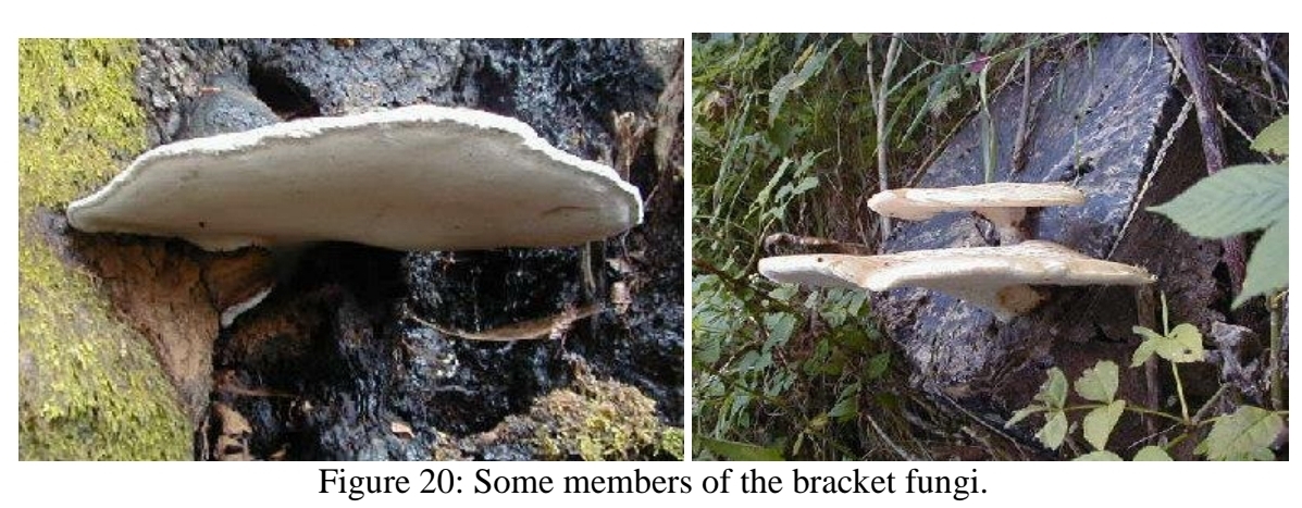 <p>other examples of basidiomycota - bracket fungi</p>