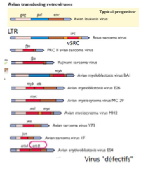 <p><span>– </span><strong>Seul rétrovirus aviaire productif</strong><span> connu</span><br><span>– Son génome contient toujours </span><strong>gag</strong><span>, </span><strong>pol</strong><span> et </span><strong>env</strong><span>, </span><strong>et</strong><span> le gène </span><strong>src</strong><br><span>– Les autres rétrovirus qui ont capté un gène cellulaire deviennent </span><strong>défectifs</strong><span> (ne produisent plus de particules virales)</span></p>