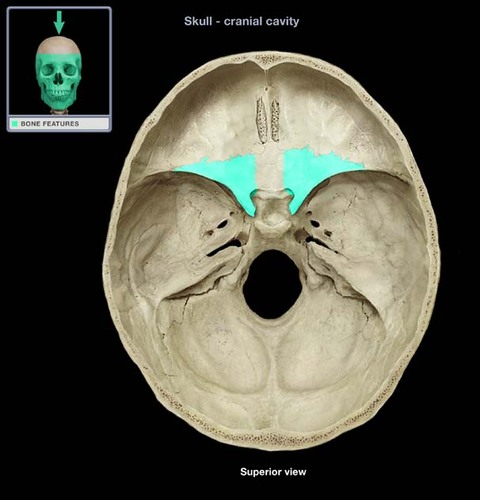 <p>Bat shaped portions of the sphenoid anterior to the sella turcica</p>