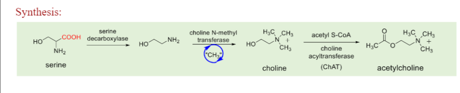 <ol><li><p>Serine gets decarboxylated via serine decarboxylase</p></li></ol><p>2)Choline is formed via choline N methyl transferase</p><ol start="3"><li><p>Acetyl choline is formed via choline acyltransferase with acetyl COA as a co substrate</p></li></ol>