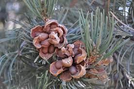 Blade: 2 needles per fascial, 2-3in long, twisted around each other
Cones: lighter brown cone, has a flowering look, opens containing pine nuts
Bark: greyish plated bark with red/orange hue underneath
Region: southwest America, Utah area