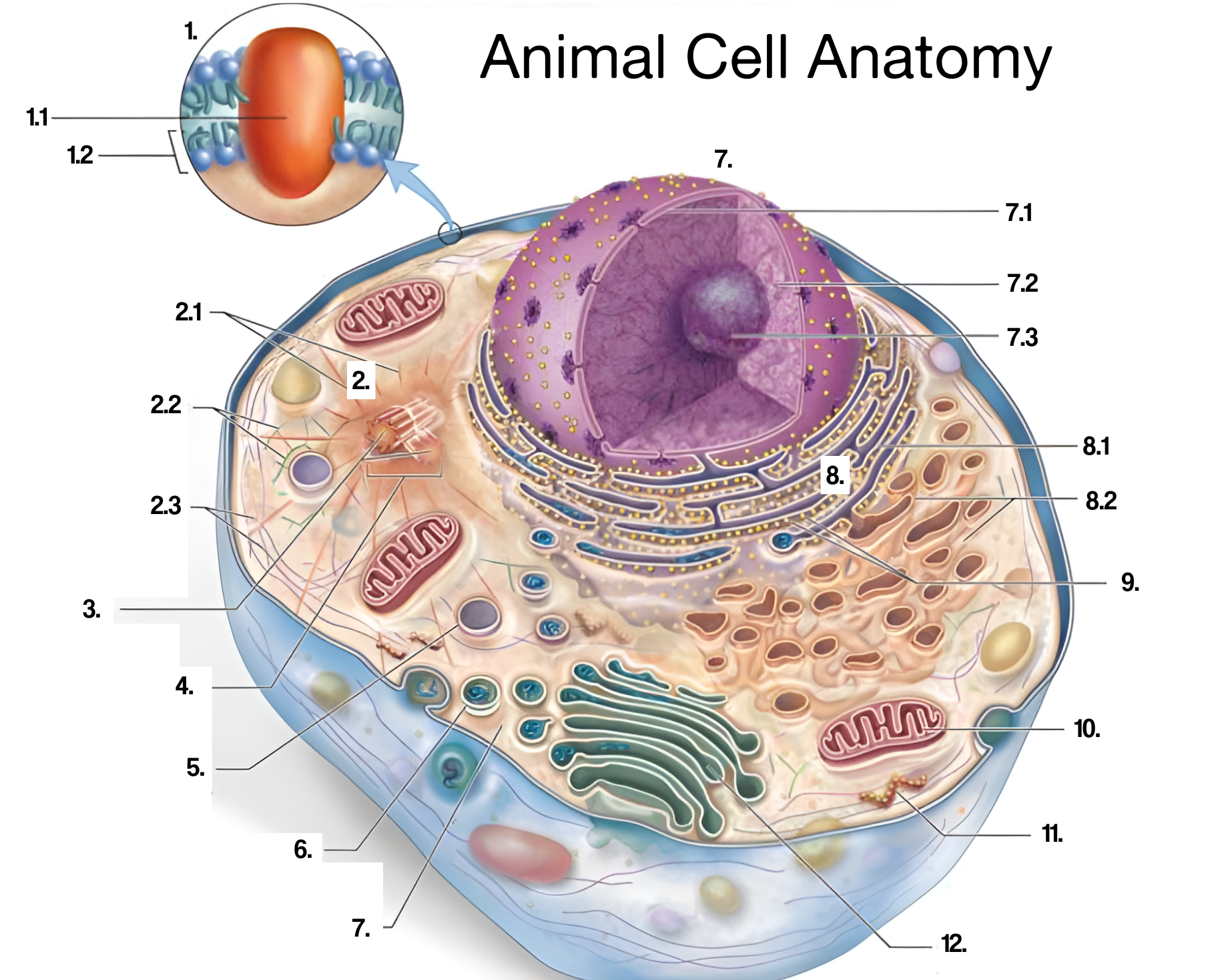 knowt flashcard image
