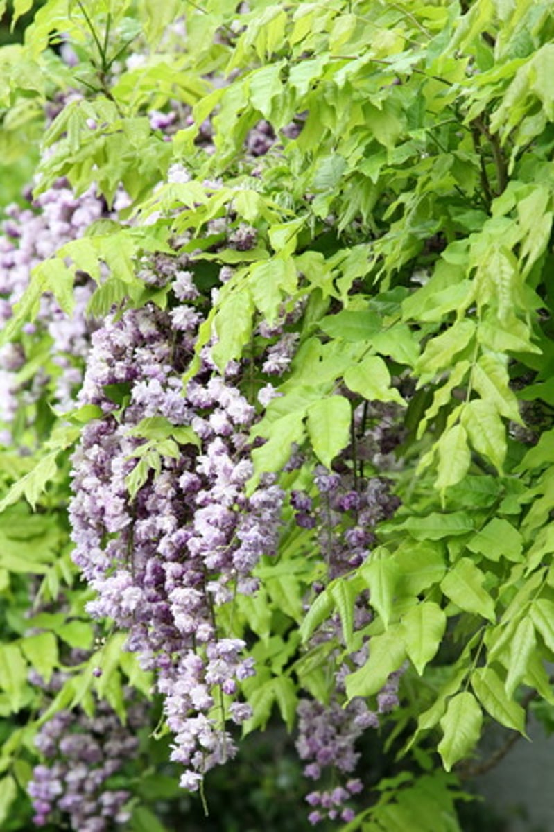 <p>Wisteria spp.</p>