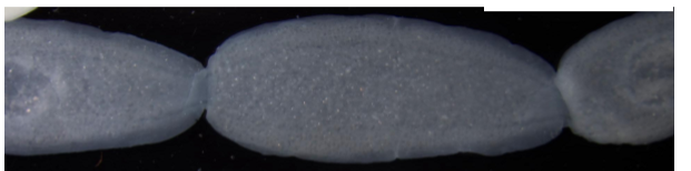 <p>flea tapeworm</p>