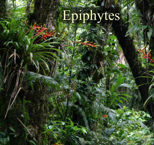 <p>Epiphytes</p>