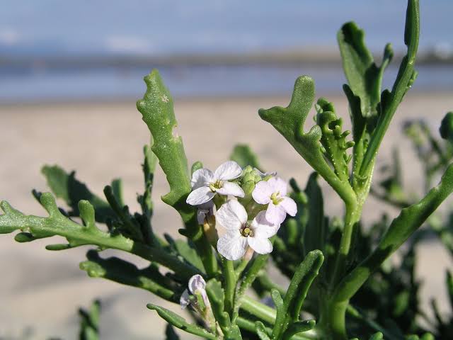 <p>Sea rocket</p>