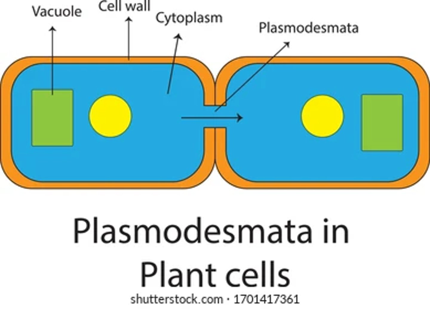 <p>Cytoplasmic bridge between two adjacent plant cells </p><p></p><p>Enables <strong>transport </strong>and <strong>communication between cells. </strong></p><p></p><p>(<em>these are similar to gap junctions present in animal cells</em>)</p>