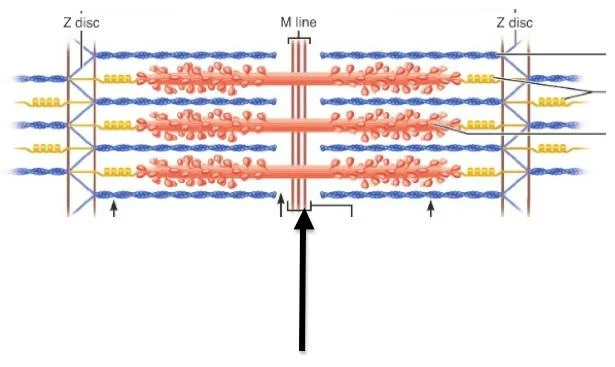 <p>What is the red molecule in the following picture?</p>