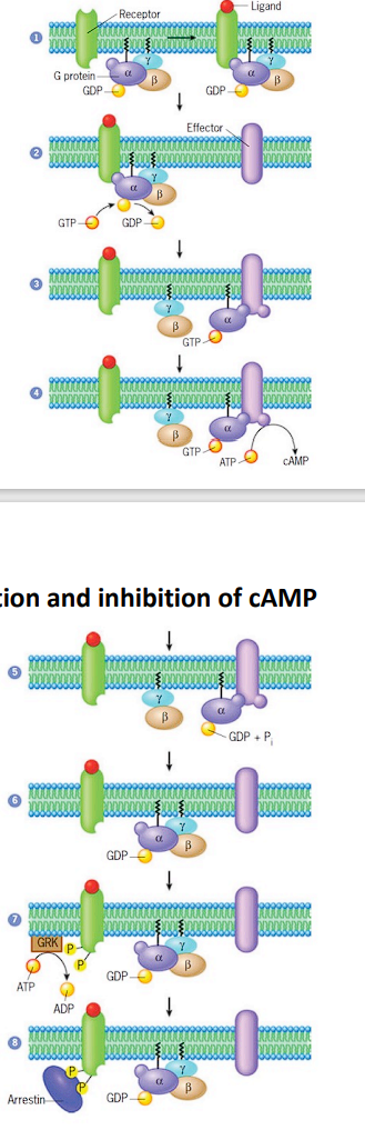 1) ligand binds to receptor -> conformational change -> increased G protein affinity
2) Ga gets GDP->GTP
3) Ga dissociates from Gbeta/gamma -> binds to effector (adenylyl cyclase) -> activate 
4) adenylyl cyclase produces cAMP

5) GTPase gets GaGTP->GDP
6) Ga reassociates with Gbeta/gamma -> reforms trimeric G protein -> effector stops
7) cytoplasmic domain of the activated GPCR is phosphorylates by GRK
8) phosphorylated receptor has been bound by an arrestin molecule -> inhibits ligand bound receptor from activating additional G proteins