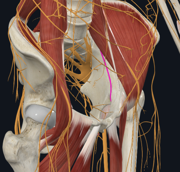 <p>What nerve is this</p>