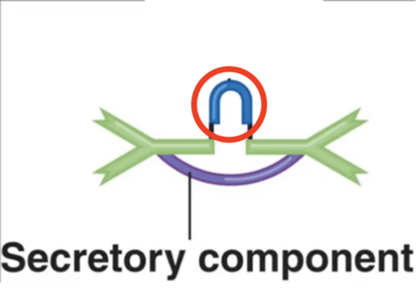 <p>Antibody class</p><p>Which structure is this?</p>