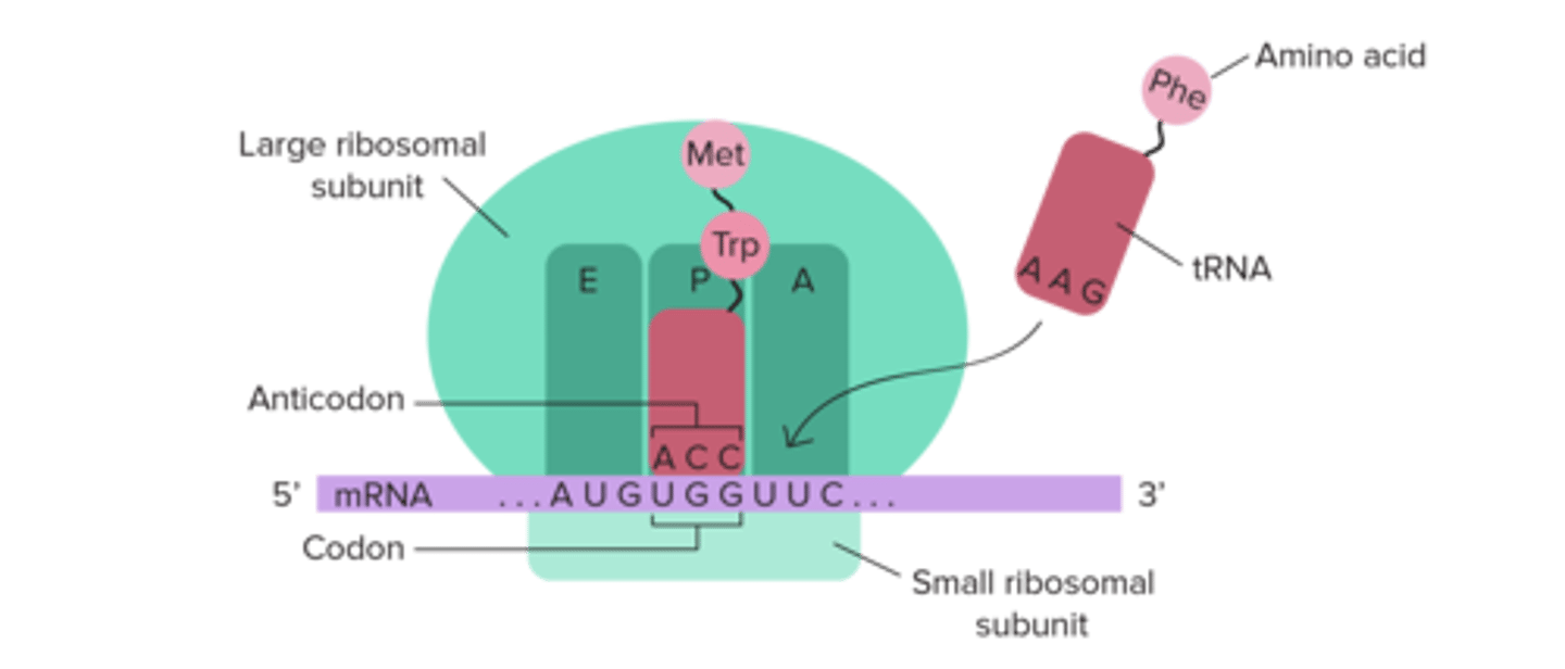 <p>(A) A-site</p><p>The A-site on the ribosome is where the tRNA initially enters carrying an amino acid. The name "A-site" comes from the word "amino acid."</p>