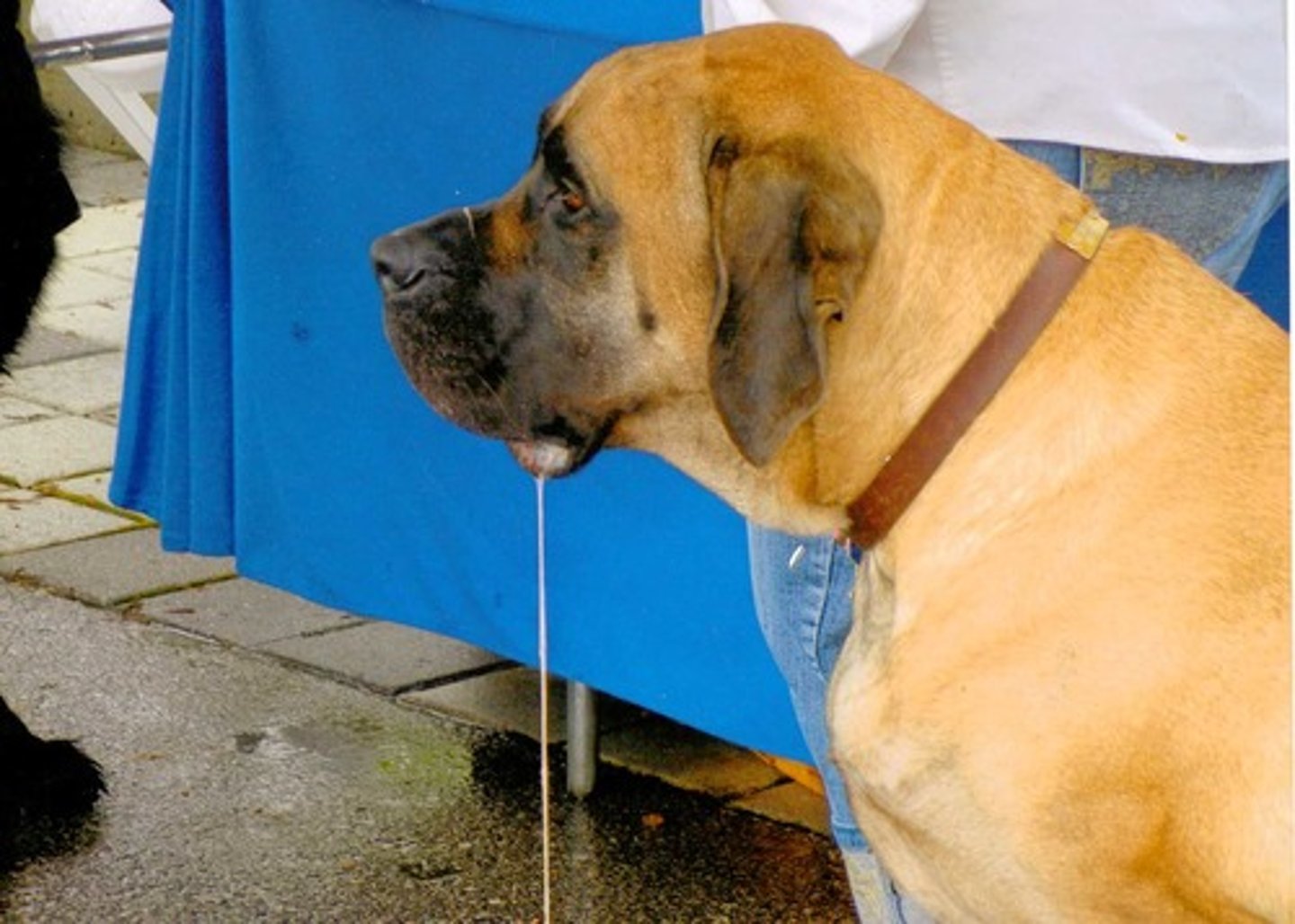 <p>in classical conditioning, the unlearned, naturally occurring response to the unconditioned stimulus (UCS), such as salivation when food is in the mouth.</p>