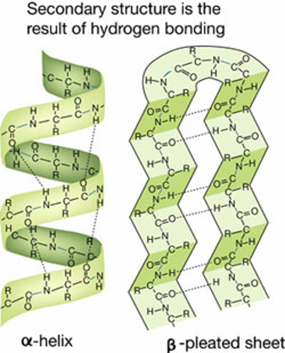 <p>Alpha helixes &amp; Beta sheets</p>