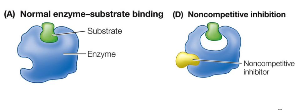 bind to enzyme at site other than the active site, enzyme changes shape and alters active site (allosteric), changes shape of active site