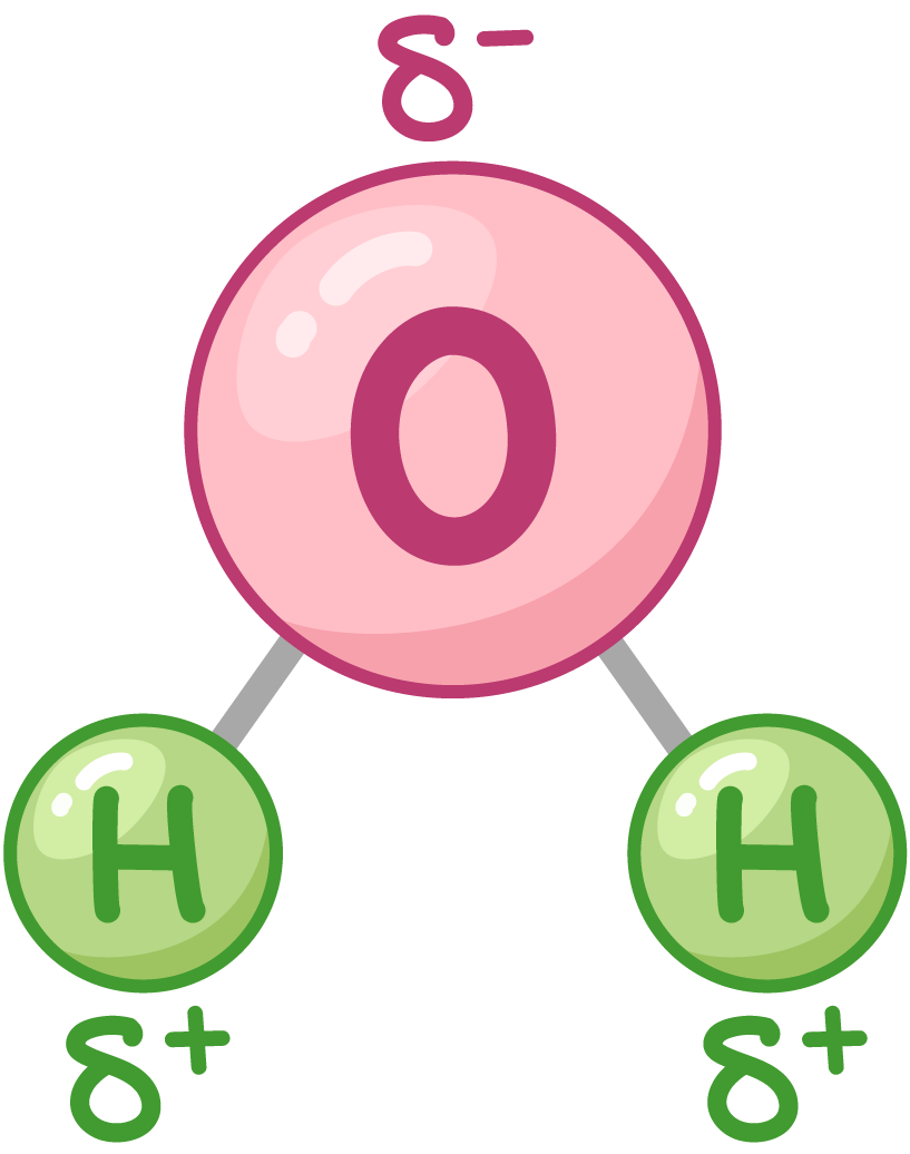 <p>water molecule is charged - O has a <span>𝛿- charge and the H atoms have a 𝛿+ charge</span></p>