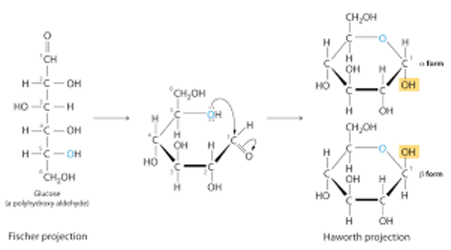 <p>The phrase "down right, up lefting" (which sounds like "downright uplifting") can help you remember that the groups on the right in the Fischer projection should point down in the Haworth diagram, and the groups on the left should point up.</p>