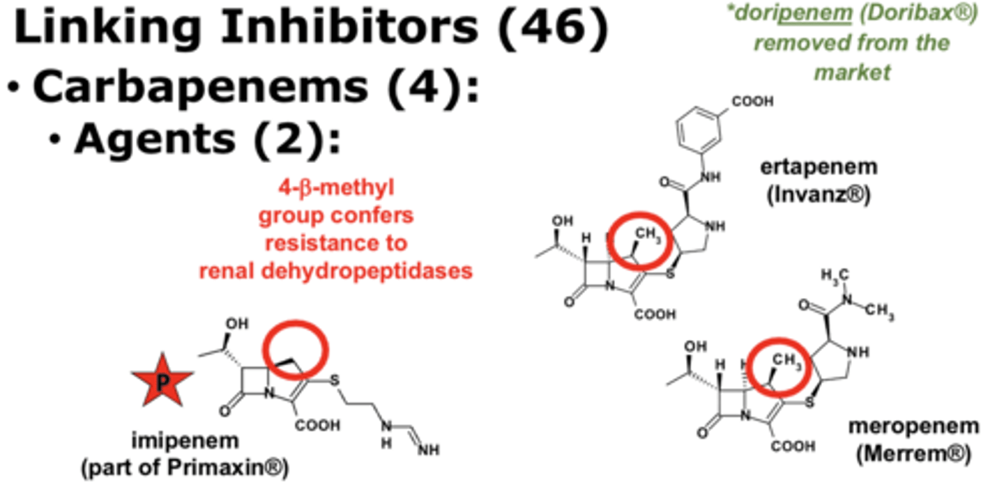 <p>4-B-methyl group confers resistance to renal dehydropeptidases</p>