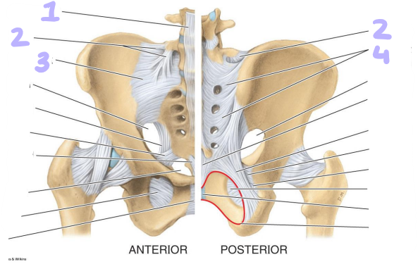 <p>identify ligaments 1-4</p>