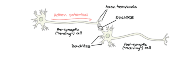 <p>Neural Transmission</p>