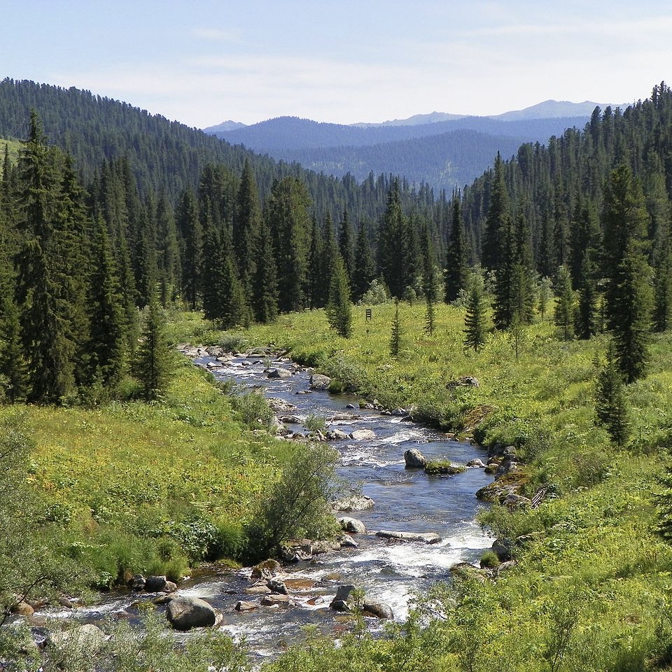 <p>Quel nom donne-t-on à la vaste forêt de conifères qui s’étend dans les régions subarctiques ?</p>