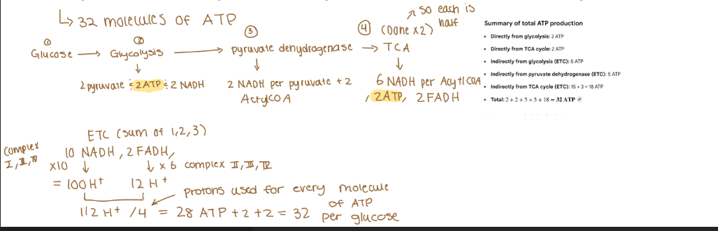 <p>If a molecule of glucose enters glycolysis, then pyruvate dehydrogenase, then tricarboxylic acid cycle, and all of the reducing equivalents complete the electron transport chain (assume any NADH formed in the cytosol utilizes the malate-</p><p>aspartate shuttle), how many molecules of ATP will be produced?</p>