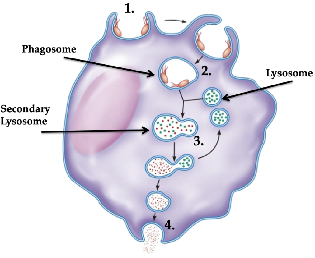 <ol><li><p>Attachment: Bind to rough/irregular cell shapes using PRR receptors (not healthy cells)</p></li><li><p>Internalization: Fully surround bacteria and bring inside cell. Takes &lt; .01 seconds!</p><ol><li><p>Phagosome: pathogen/foreign material inside a phagocyte</p></li></ol></li><li><p>Degradation: Enzymes (lysosomes) breakdown pathogen</p><ol><li><p>Phagosome + lysosome = secondary lysosome</p></li></ol></li><li><p>Exocytosis: Eliminates harmless waste</p></li></ol>