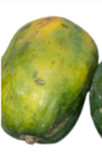 <p>What is its physiological maturity and commercial maturity?</p>