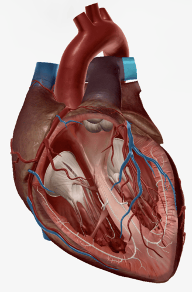 <p>Carries deoxygentated blood from the heart to the lungs</p>