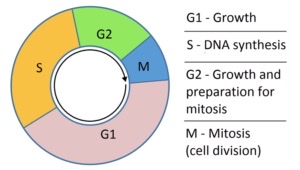 <ul><li><p>G1: grows cell </p></li><li><p>“Synthesis” S: DNA replication </p><ul><li><p>sister chromatids </p></li></ul></li><li><p>G2: more growth and prep for cell division </p></li><li><p>M phase: meiosis/mitosis </p><ul><li><p>separation of cytoplasm </p></li></ul></li></ul><p></p>