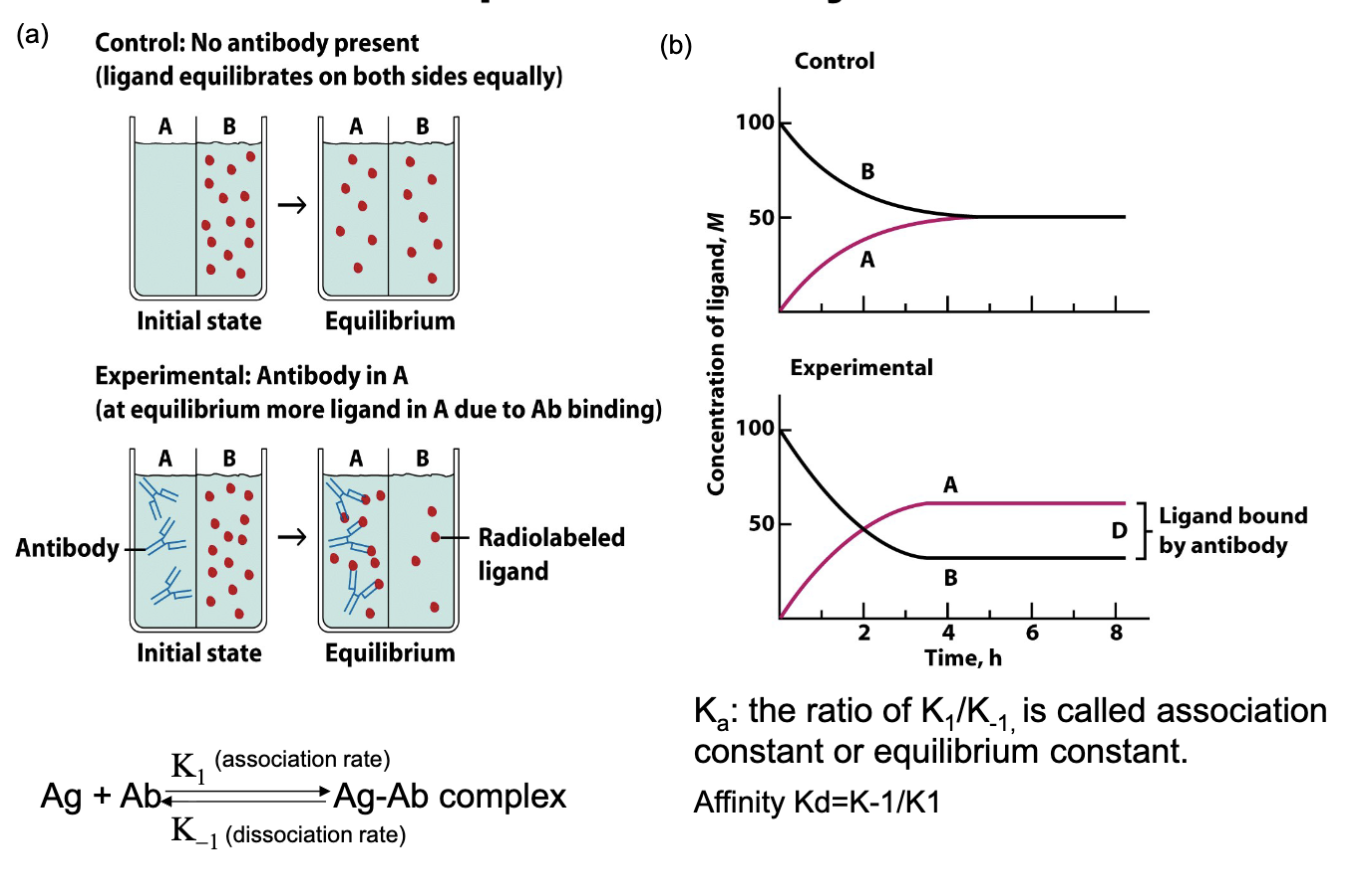 <p><span><span>Ka : the ratio of K 1 /K-1, is called association</span></span><br><span><span>constant or equilibrium constant</span></span></p><p><span><span>Affinity Kd=K-1/K1</span></span></p><p></p><p>(old method)</p><p>need to understand principle</p><p>need an apparatus w/ semi permeable membrane in middle</p><p>capture radioactivity w/out antibody A and B are the same</p><p>antibody on one side will be more with A than B bc some are anchored by antibody</p><p>repetition of antibody w/ increased antibody and ligand (tedious= no longer used)</p><p><u>keep detecting antigen antibody speed, two constant numbers being received, association rate and the dissociation rate</u></p><p>they don’t bind and stick there, influenced by surrounding environment</p><p>repeating assay can determine association and dissociation rate</p><p>Kd: measures dissociation over association</p>