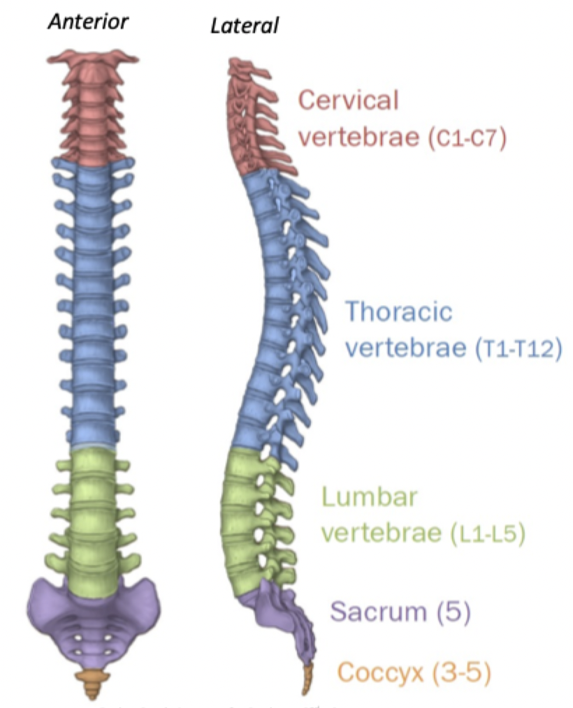 <p>26 bones</p><ul><li><p>24 vertebrae (7 Cervical 12 thoracic 5 lumbar)</p></li><li><p>Sacrum</p></li><li><p>Соссух</p></li></ul>