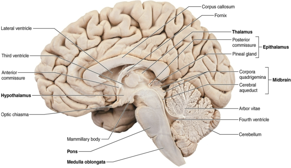<p><code>Diencephalon Subdivision (3/3)</code></p><ul><li><p><strong>STRUCTURE</strong></p><ul><li><p><mark data-color="purple" style="background-color: purple; color: inherit">Most dorsal portion of dicencephalon</mark></p></li><li><p><span style="color: purple"><strong><mark data-color="purple" style="background-color: purple; color: inherit">Forms roof of third ventricle</mark></strong></span></p></li><li><p>Contains <strong>pineal gland</strong> (body)</p><ul><li><p>Extends from posterior border</p></li></ul></li></ul></li><li><p><strong>FUNCTION</strong></p><ul><li><p><span style="color: red"><strong>Pineal gland → secretes melatonin that helps regulate sleep-wake cycle</strong></span></p></li></ul></li></ul><p></p>