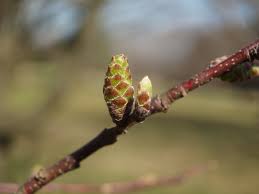 <ul><li><p>understory, midslopes</p></li><li><p>alt branch</p></li><li><p>bark: “muscley,” smooth grey</p></li><li><p>buds: many, small, scaled</p></li><li><p>leaves: finely toothed, birch look</p></li><li><p>twigs: zig zag pattern</p></li><li><p>repro: winged nut</p></li></ul>