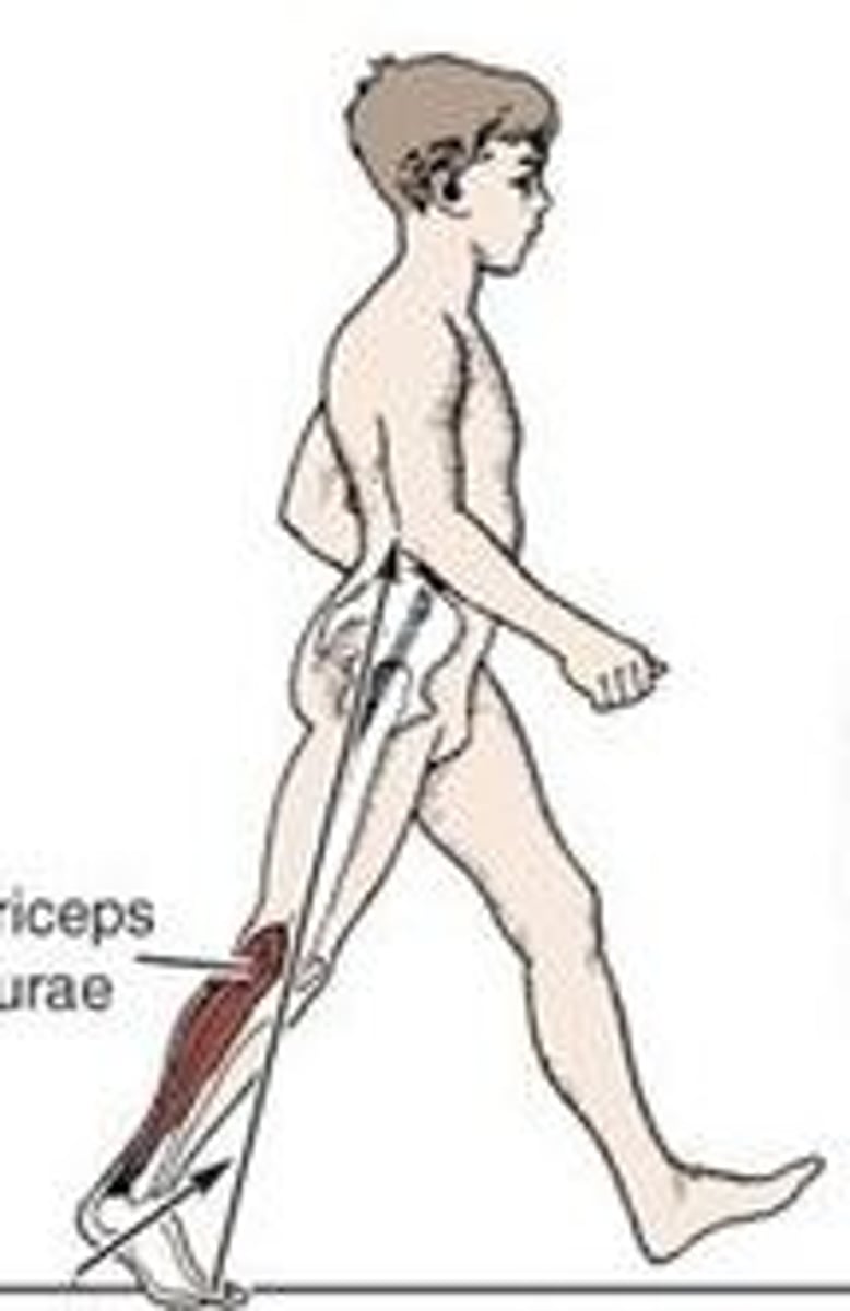 <p>30-50%</p><p>Begins when the heel lifts off the ground</p><p>Ends when entering double limb support Important for forward propulsion.</p><p>Gastroc and Soleus play an important role.</p>