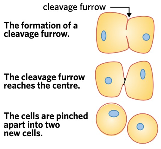 <p>Animal cells have cleavage furrow until it keeps pinching in to split to create two cells.&nbsp;</p>
