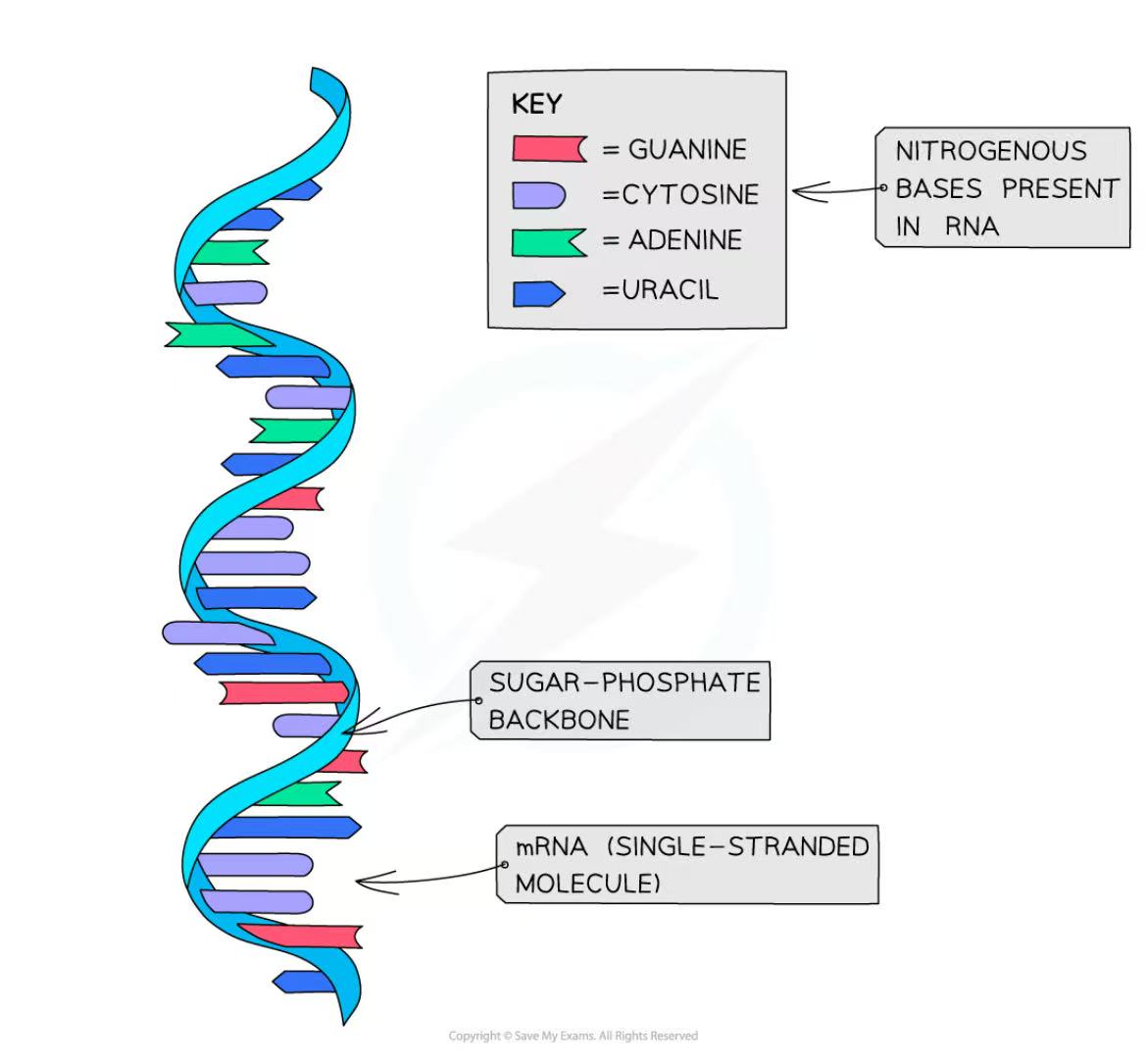 <p>polynucleotide (means made up of many nucleotides)</p><ul><li><p>RNA molecule is a <strong>single stranded</strong> molecule made up of many nucleotides linked together in a long chain.</p></li><li><p>Each RNA strand is made up of a backbone of alternating <u>ribose sugars</u> and <u>phosphate groups</u> linked together</p></li><li><p>Nitrogenous bases (A, U, C, G) of each nucleotide are <strong>projecting out</strong> sideways form the single stranded RNA molecule</p></li></ul><p></p>