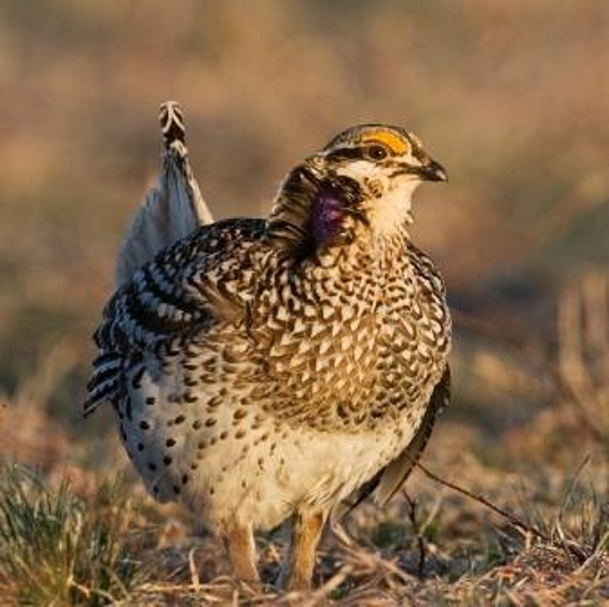 <p>n. a type of game bird; a complaint; v. to complain, grumble SYN: v. gripe, kvetch, bellyache</p>